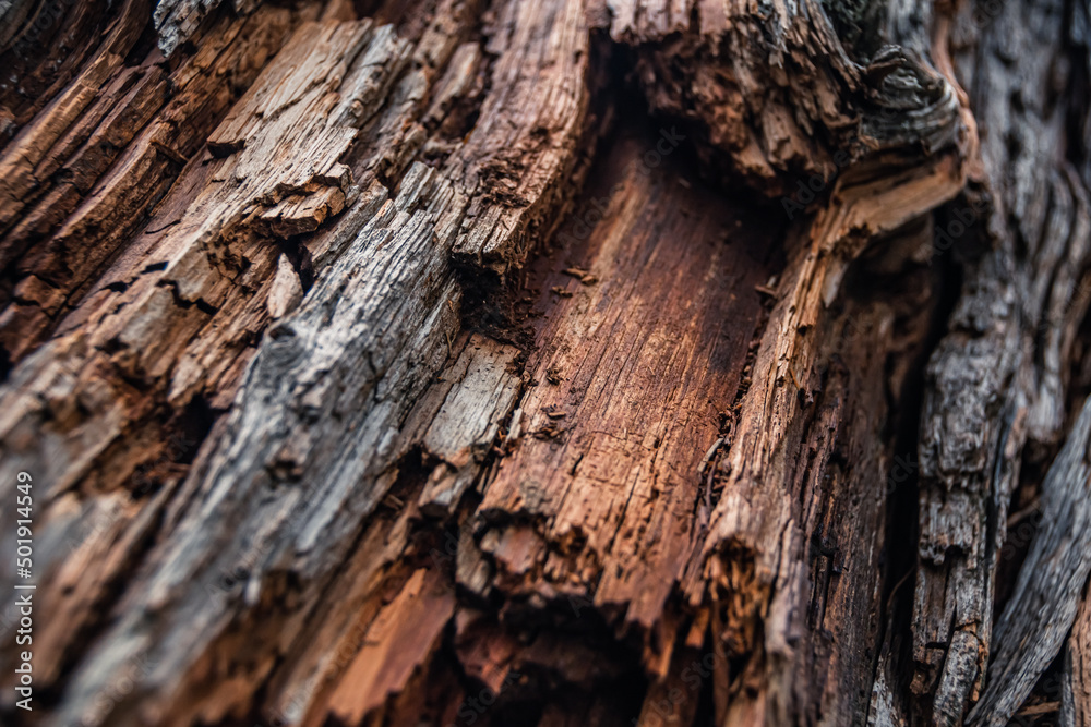 Structure of trunk of old tree as natural background Structure of trunk of old tree as natural background