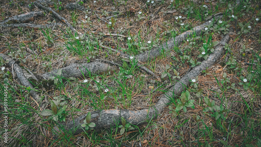 Roots of coniferous tree came to surface. Root system covered soil with pine needles. Forest canopy in cedar grove. Green young plants on old mossy branches, birth of new ecosystem Roots of coniferous tree came to surface. Root system covered soil with pine needles. Forest canopy in cedar grove. Green young plants on old mossy branches, birth of new ecosystem