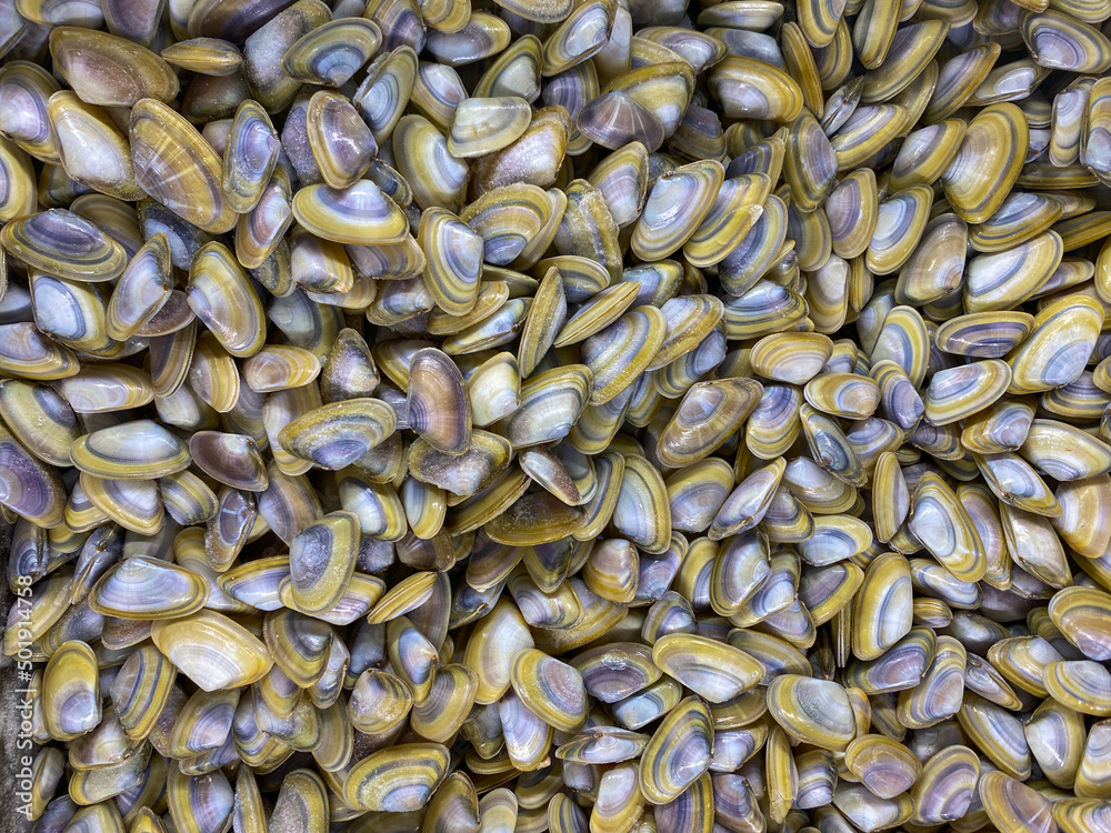 Obraz premium Frozen Seafood Clams In Freezer