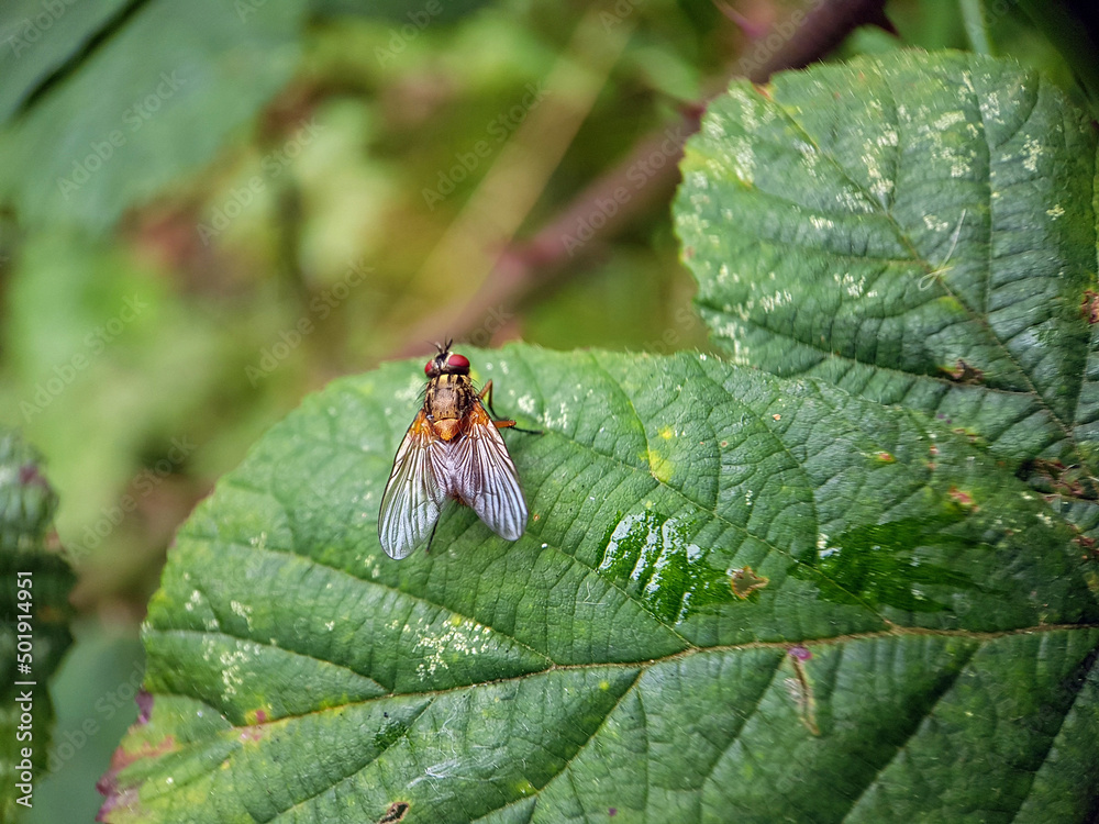 fly on leaf fly on leaf