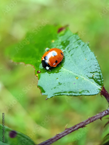 ladybird on a leaf