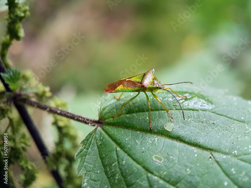 Shield bug on leaf