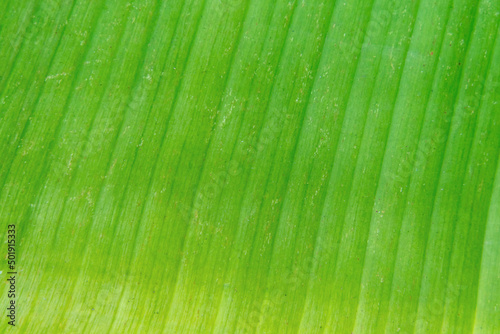 close up of texture green Leaf, abstract art background.