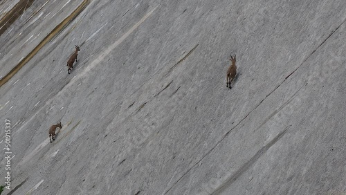 Alpine ibexes climb the steep walls of the Barbellino dam to lick the saltpetre, an efflorescence that forms on concrete buildings. Orobie alps. Italian alps. Wonders of nature photo