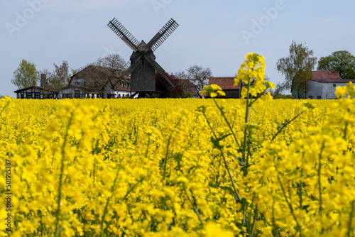 Blühender Raps vor "Auerbachs Mühle" in Wolmirstedt: Die Bockwindmühle wurde 1842 erbaut. Sie gehört heute zu einem Restaurant mit Pension.