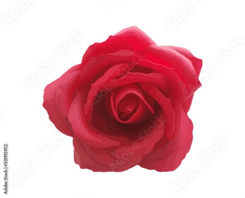 detailed single red rose blossom vector isolated