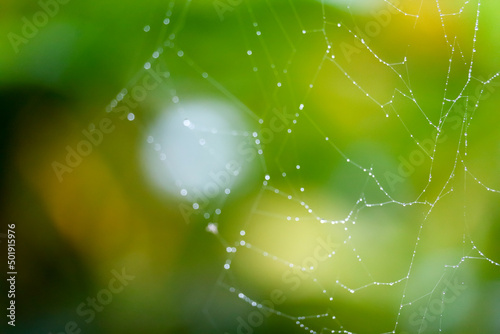 blurred abstract cobweb or spiderweb natural © darkfoxelixir