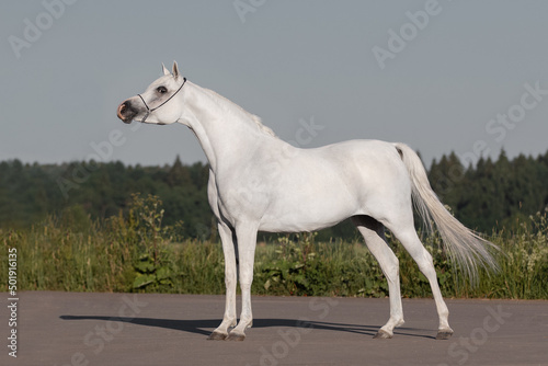 Beautiful gray arabian horse with a long white mane stands on natural summer background  profile side view  exterior 