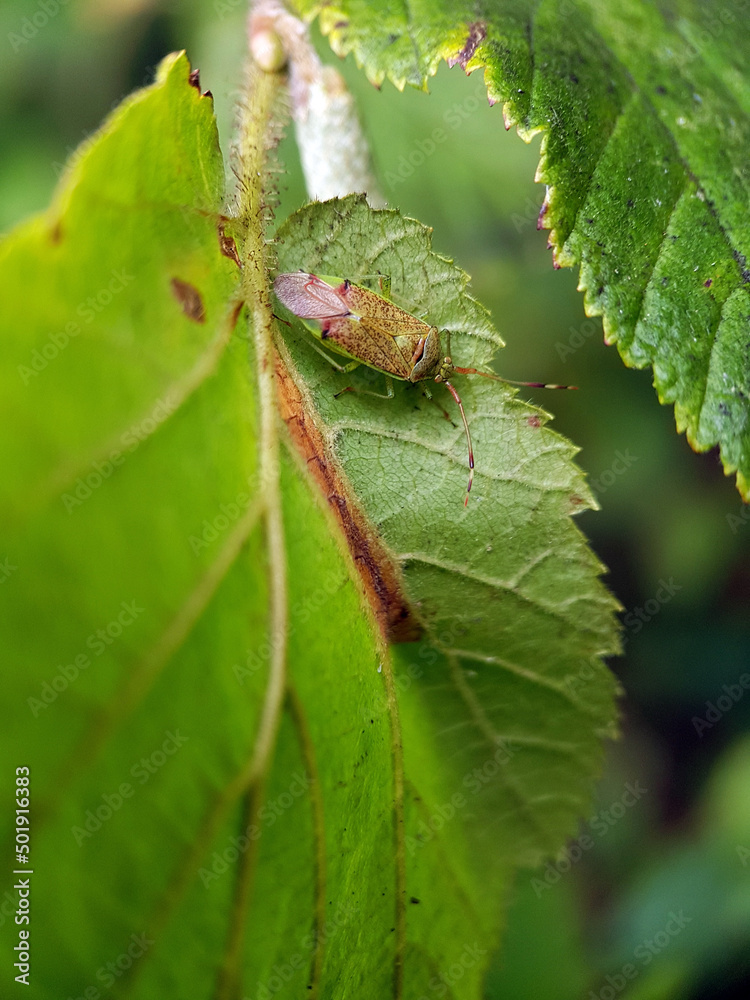 Macro plant bug on leaf summer garden Macro plant bug on leaf summer garden