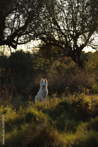 dog