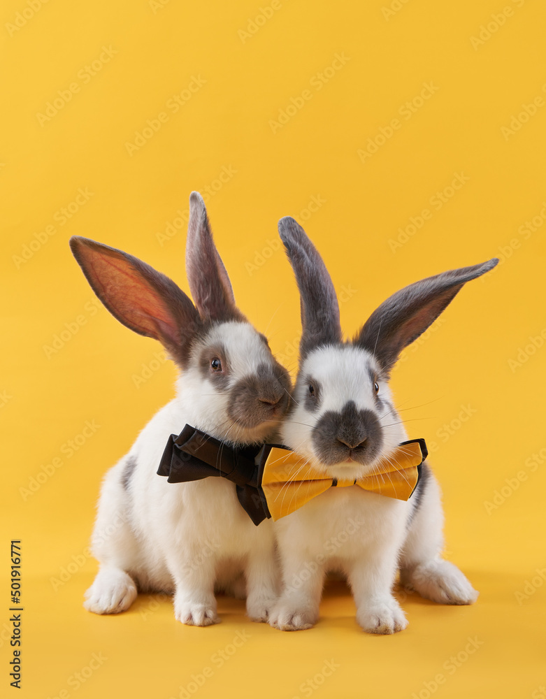 two Cute rabbits on a bright yellow background in a bow. funny animal