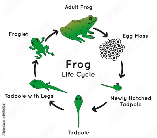 Frog life cycle infographic diagram including lifecycle stages egg mass tadpole legs froglet and adult for biology science education cartoon amphibian animal metamorphosis vector illustration chart  photo