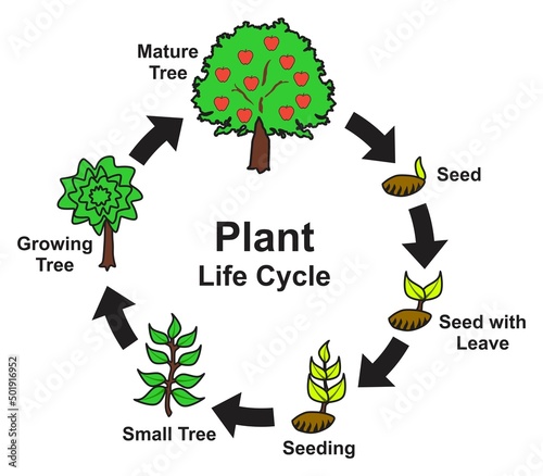 Plant life cycle infographic diagram stages of growing and development seed leaves seeding small tree mature circle for basic biology science education for kids vector illustration life span concept