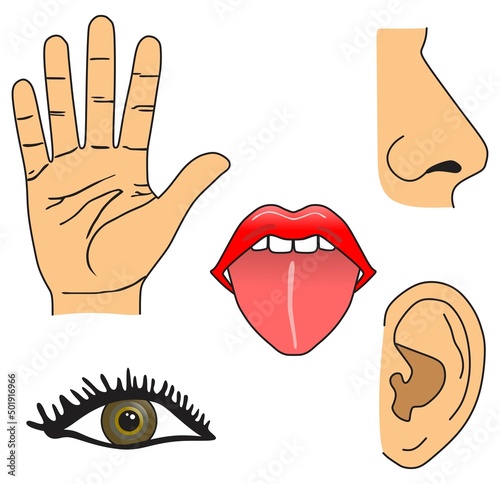 The five senses of man including sight hearing taste smell and touch with human body organ reasonable for each function for basic science education for kids vector illustration drawing symbol icon