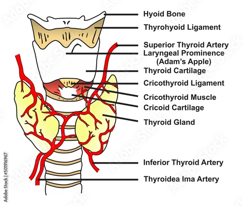 Thyroid gland anatomy infographic diagram structure and parts bone ligament cartilage arteries and muscle vector illustration scheme for biology physiology science education drawing chart