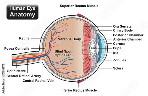 Human eye anatomy infographic diagram structure and parts rectus muscles cornea pupil iris lens blind spot optic disc retina nerve artery vein vector illustration for medical science education drawing