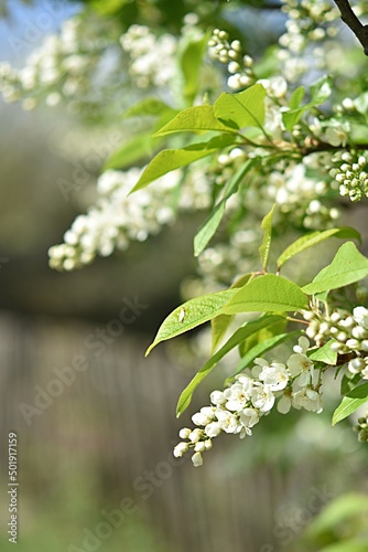 inflorescence of blooming bird cherry close-up against the background of a wooden rustic fence near the road spring macro