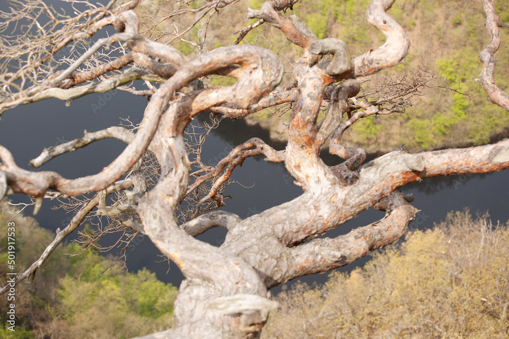 A resinous tree on a river background.A pine tree with twisted branches, turning in all directions is in the sun and overlooks a dark river below. A resinous tree on a river background.A pine tree with twisted branches, turning in all directions is in the sun and overlooks a dark river below.