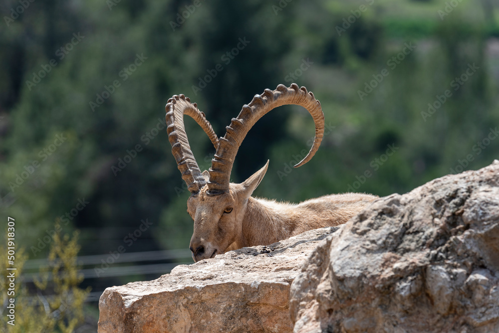 Israel, Negev, Outskirts of Kibbutz Sde Boker, Nubian Ibex (Capra ibex nubiana AKA Capra nubiana) close up of a large mature male.