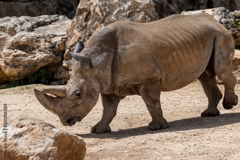 White Rhinoceros Ceratotherium simum Square-lipped Rhinoceros at Khama Rhino Sanctuary Botswana Africa