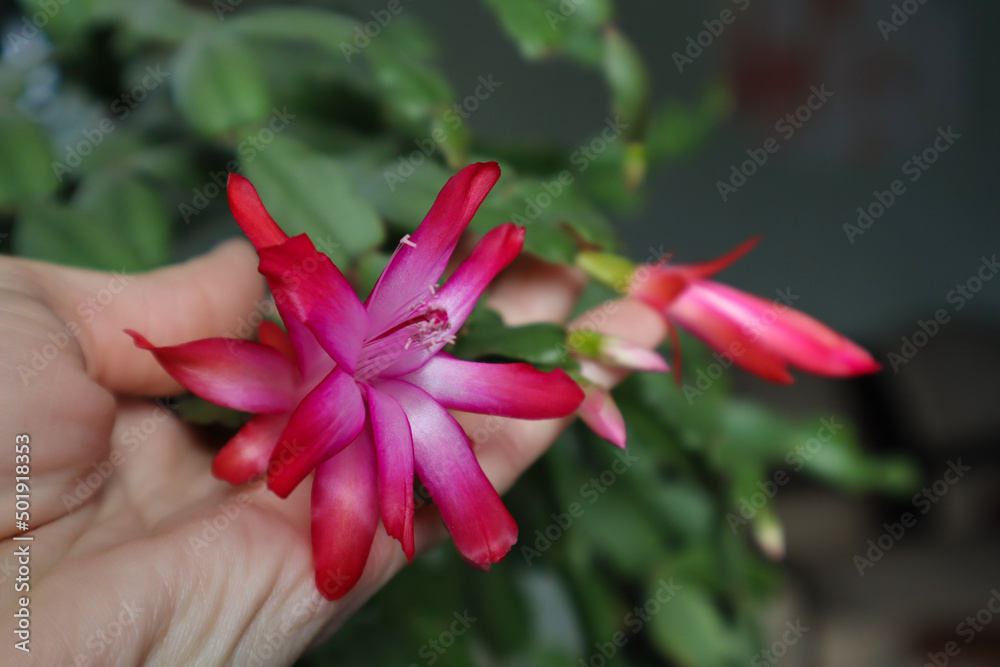 Zygocactus Schlübmerger. Decembrist pink. Flowers on a blurred background. Close-up. Copyspace. High quality photo Zygocactus Schlübmerger. Decembrist pink. Flowers on a blurred background. Close-up. Copyspace. High quality photo