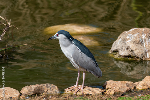 Night heron, Nycticorax nycticorax, grey water bird sitting by the water, animal in the nature habitat, Jerusalim © zilber42