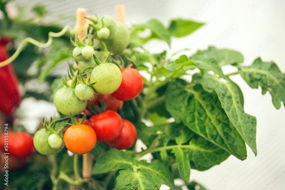 small green and red shrub tomatoes in spring