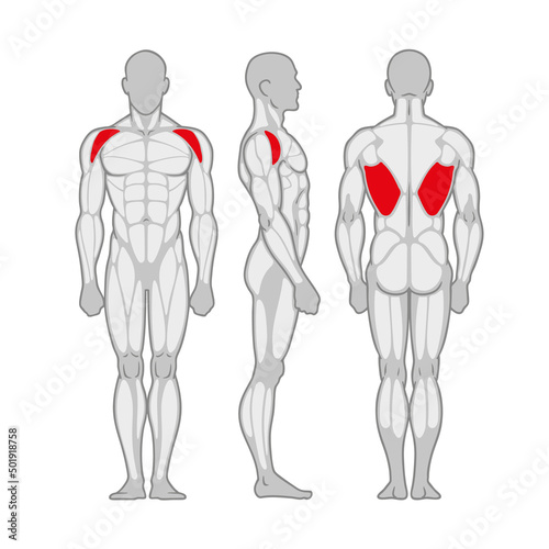 Bodybuilding male muscle anatomy. Strong muscular man silhouette front, side and back view. Infografic  scheme poster. Vector illustration.