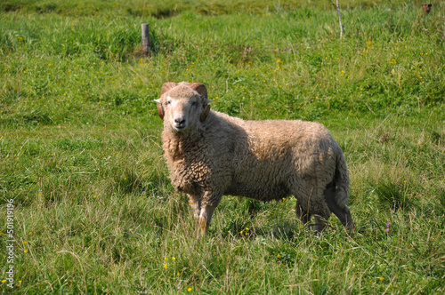 Sheep in a meadow on green grass © Yevhen