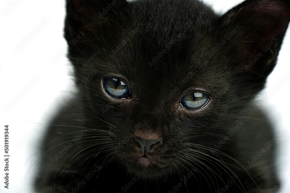 Black little kitten sitting down  and looking at camera on a white backgroun. Black cat. Selective of eye focus.  