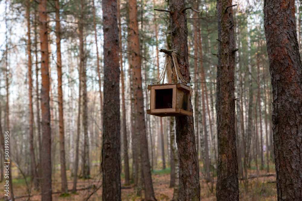 plywood birdhouse hanging on a pine branch in a pine forest