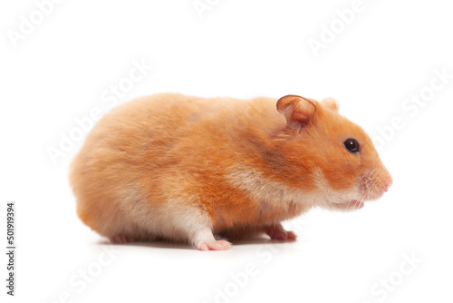 Syrian hamster isolated on white background
