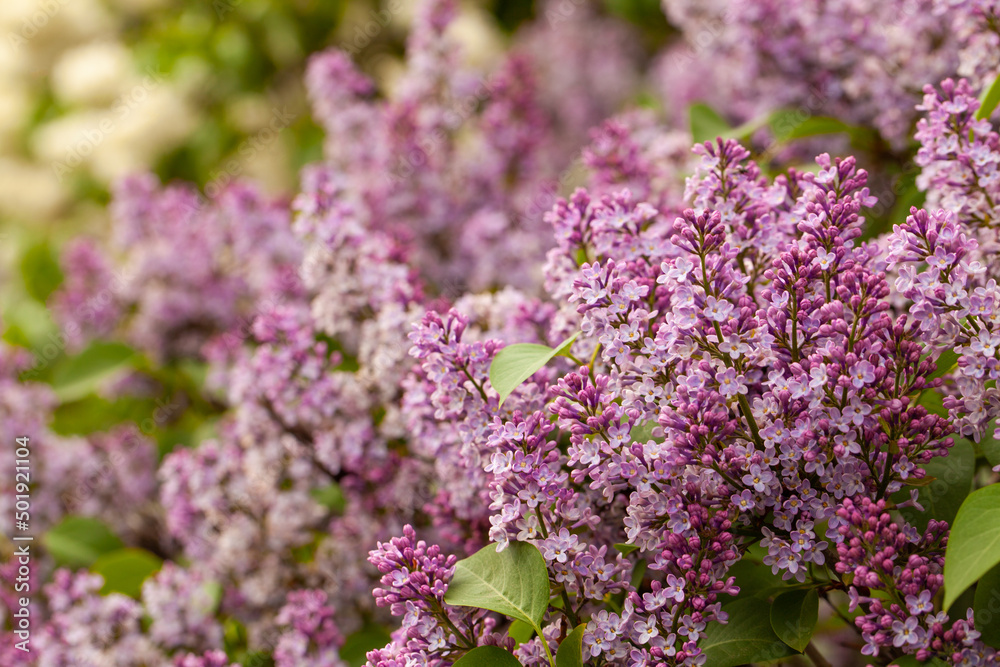 Blooming purple lilac flowers spring floral blossom background