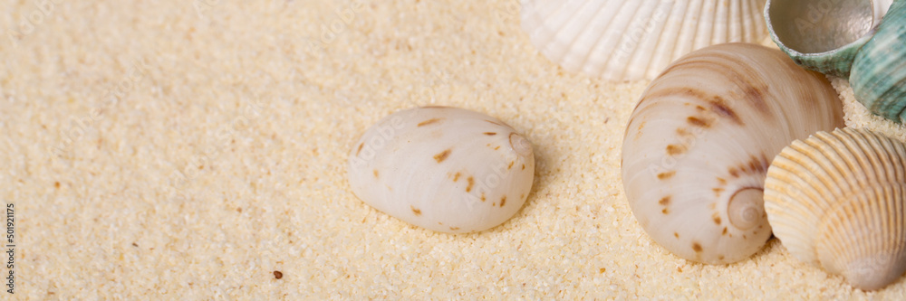 Sea shell on sand as seashore background banner with copy space.