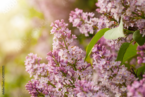 Blooming lilacs. Wallpapers with spring flowers