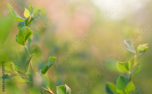 Green leaves on blurred nature background with beautiful bokeh and copy space for text.