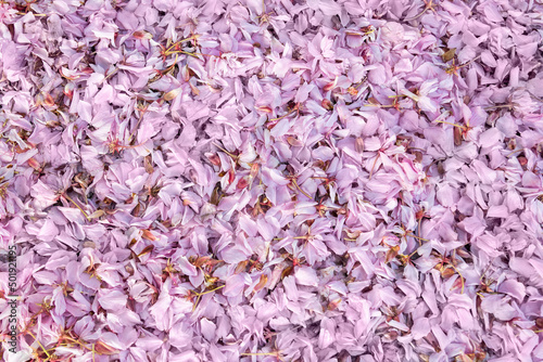 Full frame of background made of fallen pink cherry petals