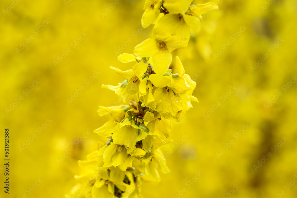 Closeup of yellow forsythia blooms in a winter garden, yellow nature background
Closeup of yellow forsythia blooms in a winter garden, yellow nature background