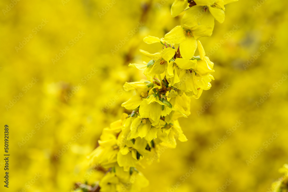 Closeup of yellow forsythia blooms in a winter garden, yellow nature background

