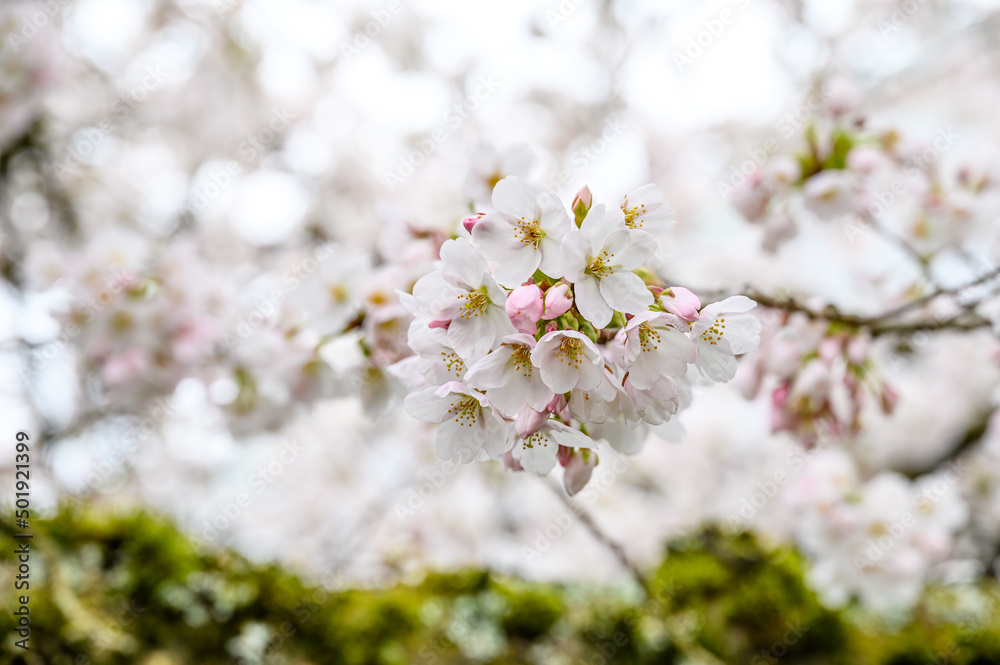 White blossoms on an ornamental tree blooming in early spring, as a nature background
