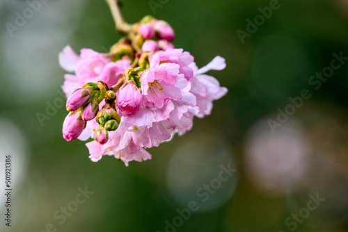 Closeup of pink blooms on the branch of an ornamental tree, against a dark background 