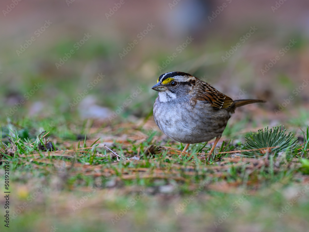Fototapeta premium White-throated Sparrow standing on ground in spring, portrait