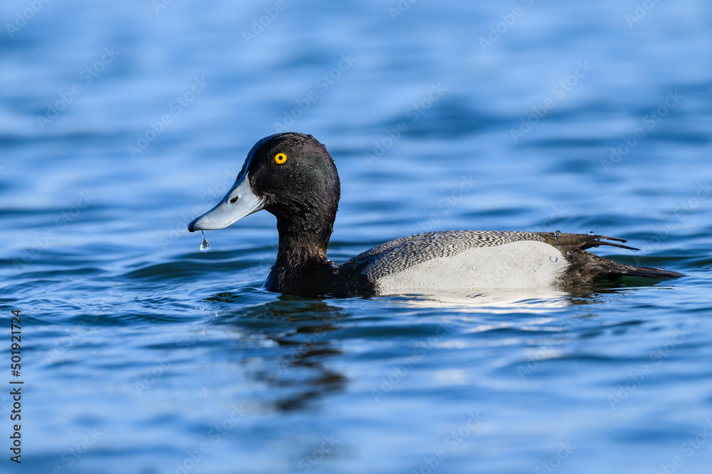 Male Greater Scaup swimming in blue water in spring Male Greater Scaup swimming in blue water in spring