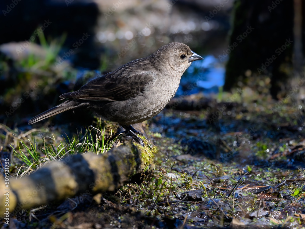 Female Brown-headed Cowbird foraging on ground in spring Female Brown-headed Cowbird foraging on ground in spring