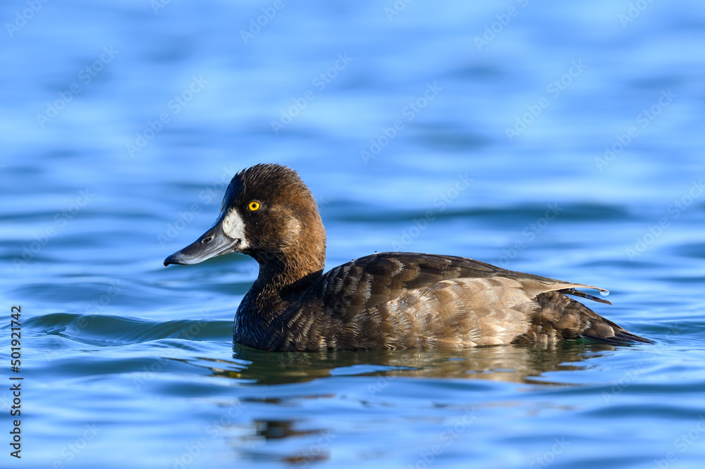 Female Greater Scaup swimming in blue water in spring Female Greater Scaup swimming in blue water in spring