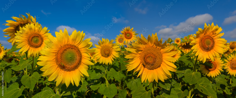 Obraz premium closeup sunflower flowers in green field, summer rural agricultural industry scene