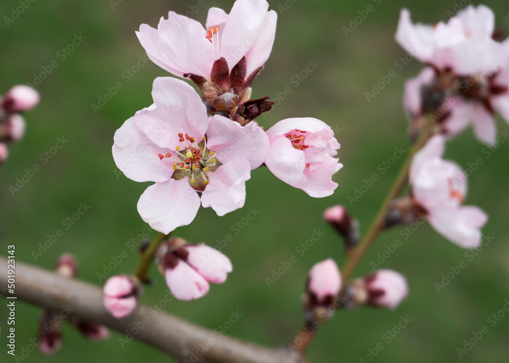 pink peach flowers in spring 9