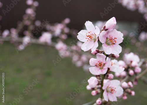 pink peach flowers in spring 7