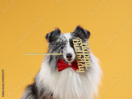 dog on a yellow background. pet's birthday. Marbled Sheltie with red Celebration Box © annaav
