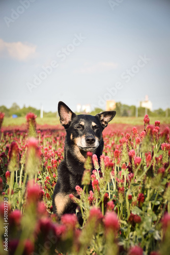 Dog is sitting in crimson clover. He has so funny face he is smilling